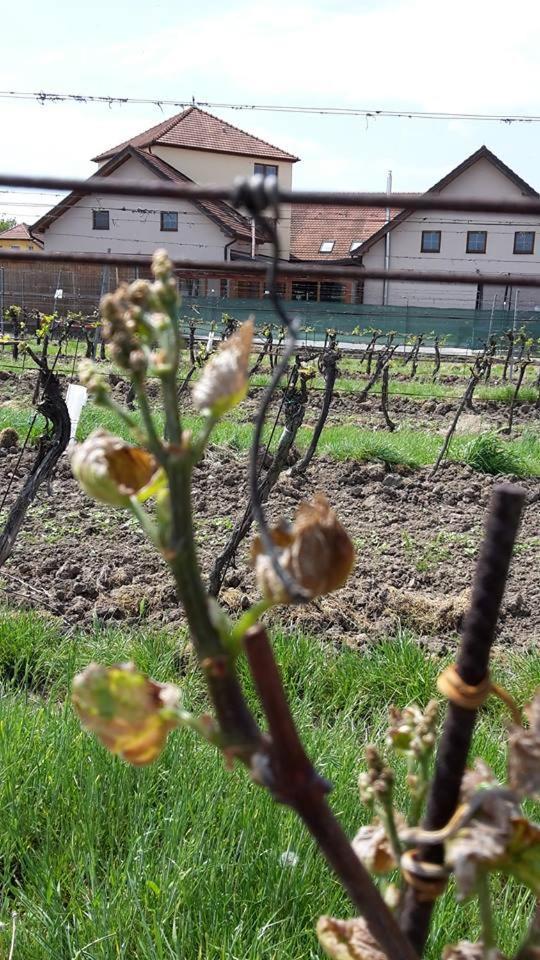 Penzion Kosik Tvrdonice Buitenkant foto